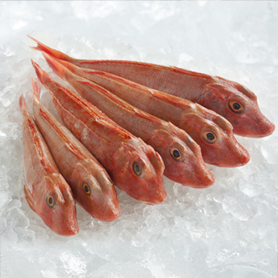 gurnard