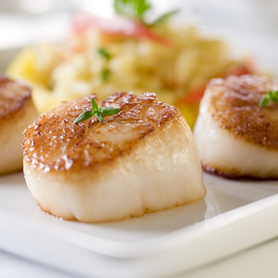 Scallops