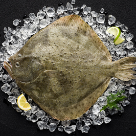 turbot